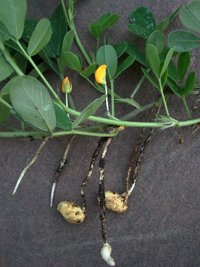 Arachis-Hypogaea