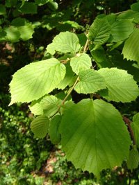 corylus-avellana-levele