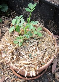 foldimogyoro-palanta