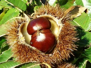 gesztenye2