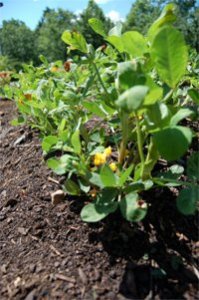 viragzo-foldimogyoro